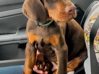 Çiftliğin Efsane Doberman Yavruları Kapıda Ödemeli