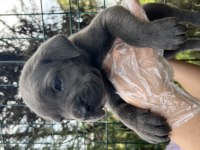 Heybetli Üst Kalite Irk Garantili Cane Corso Yavrular