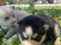 Üst kalite safkan husky yavruları