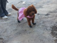 1 Yaşında Poodle Fethiye
