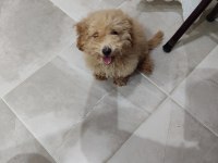 Toy poodle
