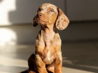 Nadir Güzellikte Merle Dachshund (Sosis Köpek) Yavrumuz