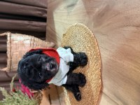 Kızıl siyah ve silver toy poodle bebeklerim