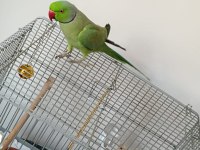 Pakistan papağanı