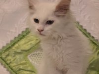 MAİNE COON YAVRU KEDİLERİMİZ