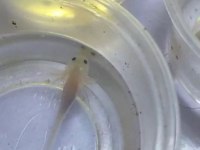 axolotl yavrular