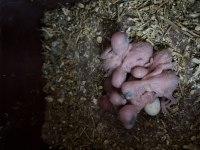 Rainbow albino jumbo muhabbet kuşu