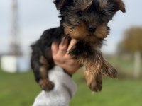 Mini Boy Yorkshire Bebekler Sun Kennels