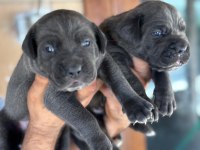 İri mavi gözlü blue cane corso yavrularım