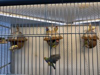 Goualdion Finch