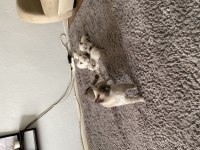 British longhair blue point