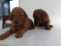 En yakışıklı yavru poodle köpekler