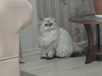 Sadece Sevgi ve Mama Olan Kedimiz MÜDÜR Sahiplendirilecektir