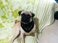 Safkan pug 1 yaşında erkek