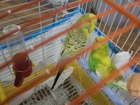 2 dişi 1 erkek muhabbet kuşu