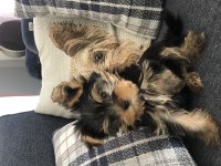 TEACUP YORKSHİRE