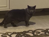 British Shorthair Erkek