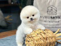 Zeki Irk Pomeranian Yavrular İçin Bizlere Ulaşın