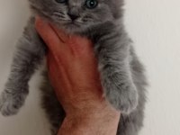 Blue British bebekler