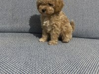 Oyuncak Yüz Toy Poodle Bebekleri̇mi̇z