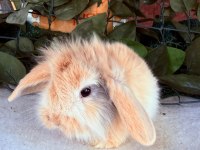 Orjinal Hollanda Teddy Lop Tavşan Yavrularımız