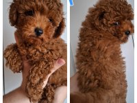 2 Buçuk Aylık Erkek Poodle