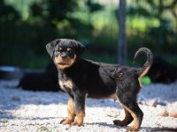 Türkiyenin en güvenilir çiftliğinden rottweiler
