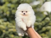 Orjinal Pomeranian Boo Güzelliği