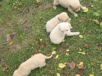 Yavru Golden Retriever 4 erkek 3 dişi