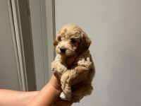 Maltipoo dişi yavrular