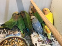 BEBEK ISIRMA HUYU OLMAYAN SEVDA PAPAĞANLARIMIZ GELDİ