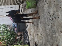 5 Aylık Kulak estetiği aşıları tam doberman