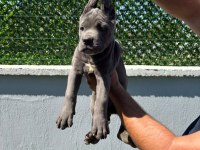 CANE CORSO BEBEKLERİMİZ ÜST KALİTE