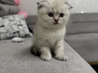 SAHİPLENRİLECEK YAVRU KEDİLER
