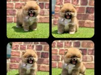 Orjinal Pomeranian Boo Yavrularımız