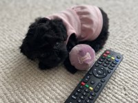 Özel renk black maltipoo kore yavrular