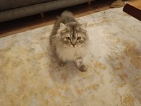 Chinchilla kedimiz ücretsiz sahiplendirilecek