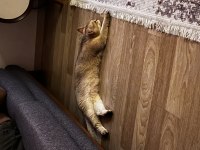 Dişi golden ny 11 british shorthair