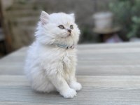 Silver point british longhair