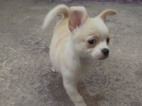 3.5 Aylık Chihuahua Yavrular Tarsus