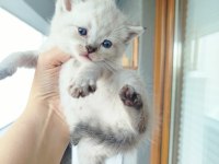 Maviş British Shorthair Kızımız