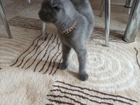 Satılık 5 aylık scottish fold