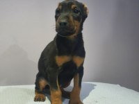 Estetikli veya estetiksiz tercih ile doberman bebekler