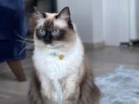 Ragdoll cinsi damat adayı arıyoruz
