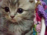 İlk görüşte aşk scottish fold