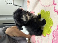 Designer Pomeranian Dünyalar Tatlısı Yavrularımız