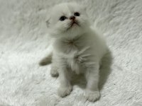 Rezerveye açık scottish fold