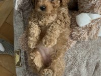 SAFKAN TOY POODLE YAVRU DİŞİ 55 GÜNLÜK