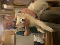 Samoyed 4 aylık aşıları tam yavru