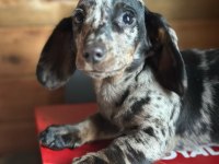 DACHSHUND YAVRU KÖPEKLERİMİZ